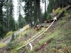 An abandoned road above USFS 017 might offer an easy trail surface