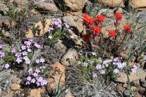 Flowers growing among rocks of the Rough and Ready Creek alluvial fan at the state park near Cave Junction, Oregon
