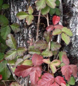 Photo of poison oak leaves showing red and green variations. Cave Junction, Oregon